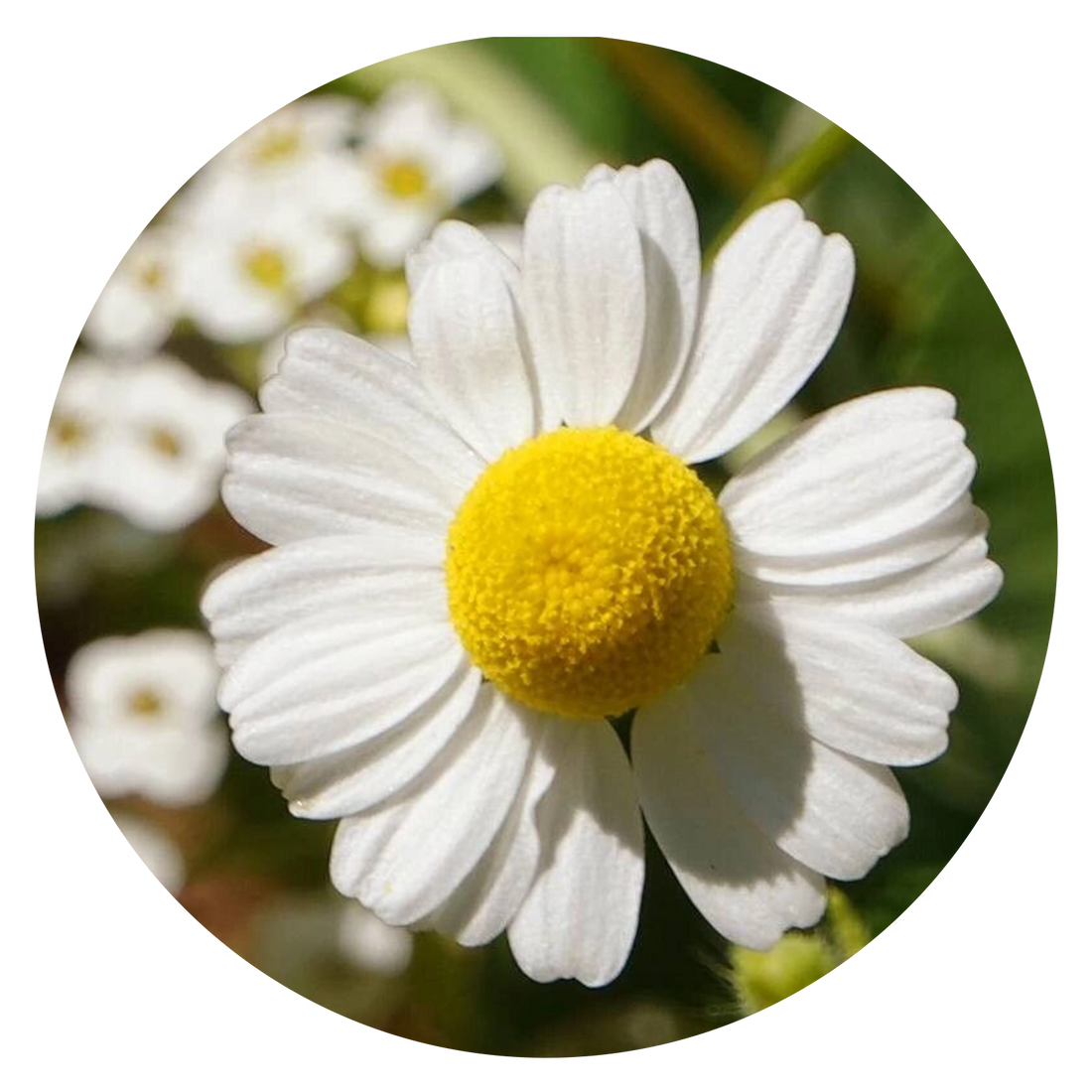 Chamomile