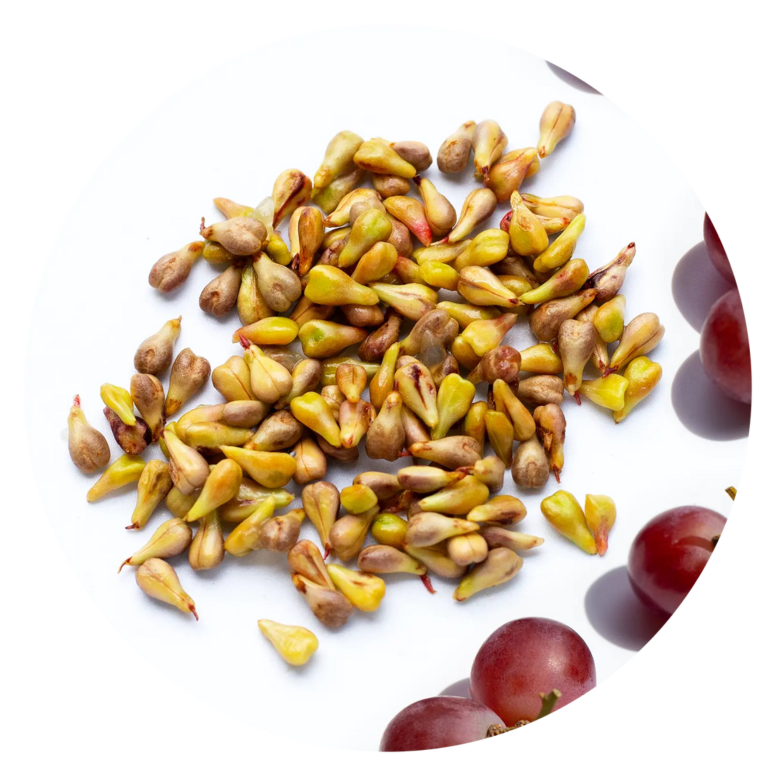 Grape seed extract
