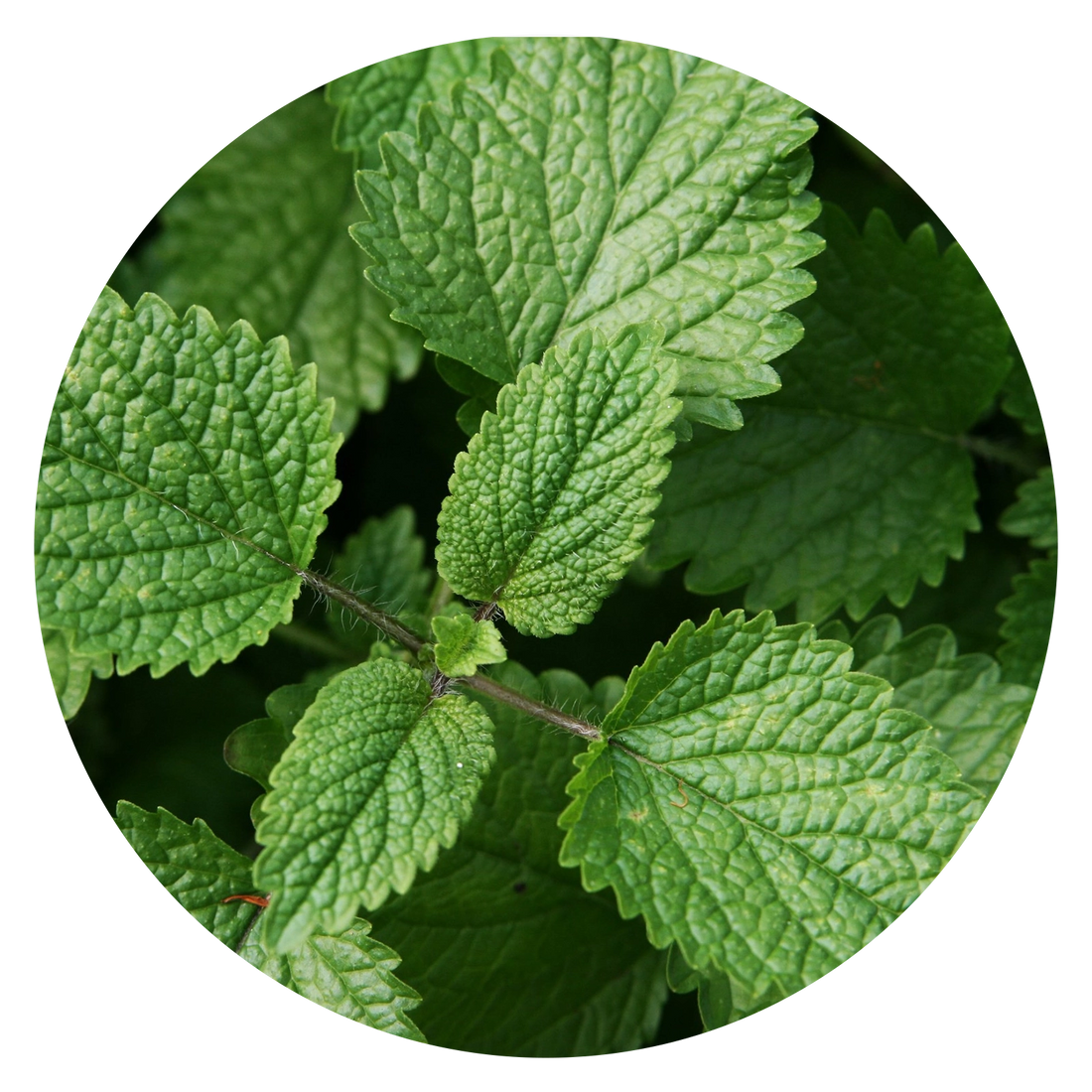 Lemon Balm