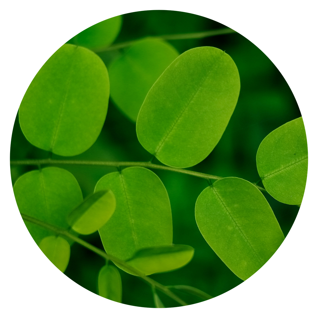 Moringa Oleifera