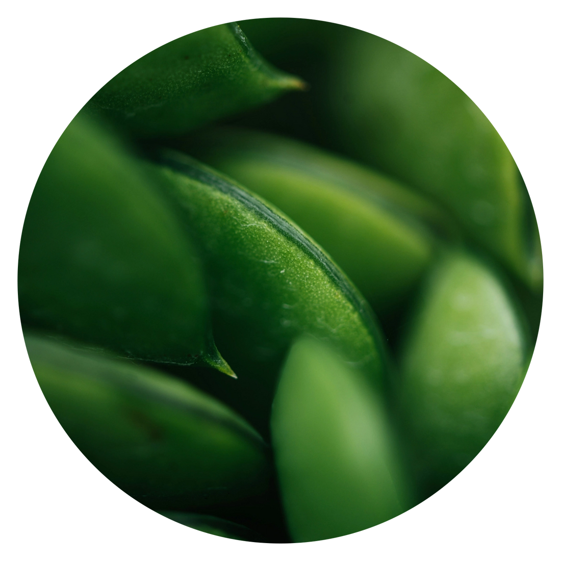 Pea Protein