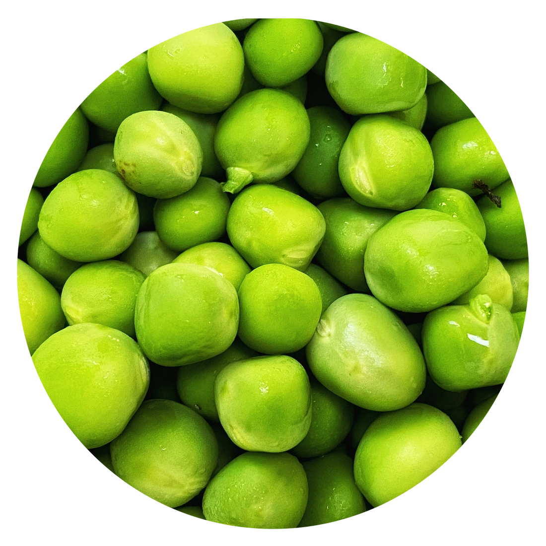 Pea Protein Powder