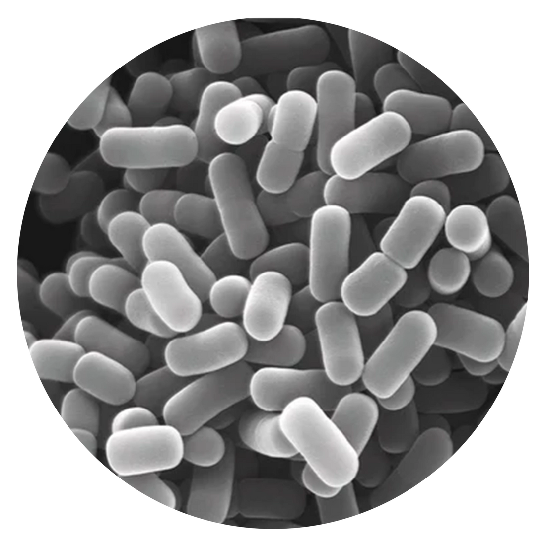 Probiotics