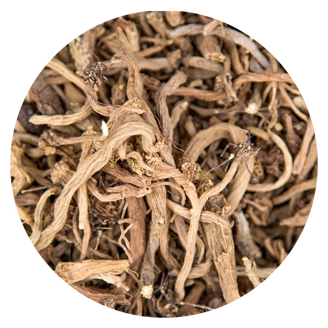 Dried valerian root herb for natural sleep support