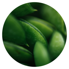 Pea Protein